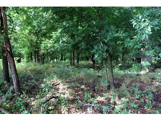 Property photo 26 - LAND AUCTION - 1,593+/- ACRES OFFERED IN 21 TRACTS IN OKMULGEE CO., OK